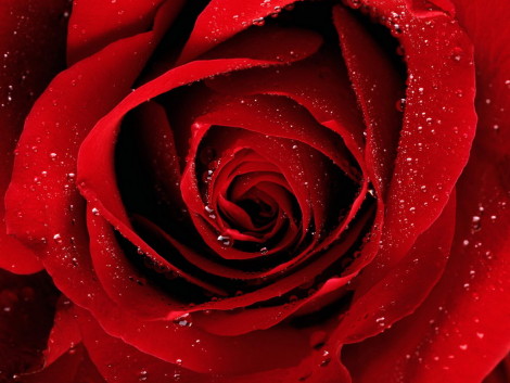 A_Red_Rose_For_You